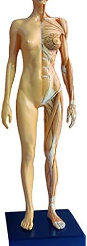 Модел на женска анатомија - Модел на анатомски сликарство на човечки скелет - ПУ материјал човечки анатомски модел на коски на мускулите - за студија за цртање на ме?