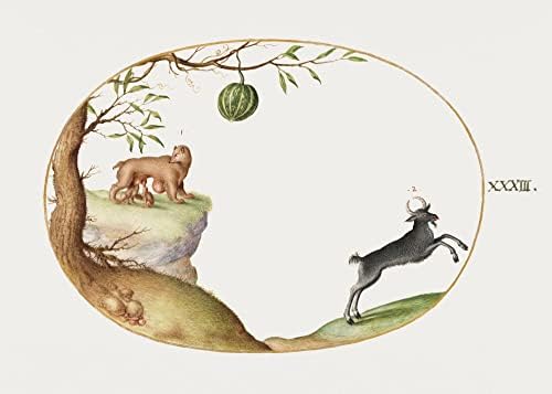 СИМИВУЛПА И ИБЕКС Дива коза Средновековна расадник за диви животни во училницата Олд Зоологија животно гроздобер антички ликовен постер за печатење - 20х16 “ - платн