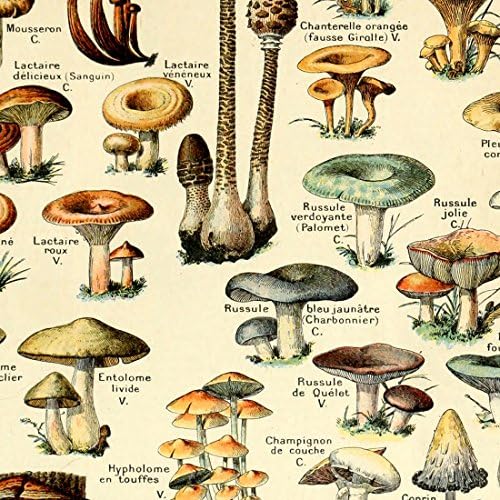 Meishe Art Vintage Poster Print Print Mushrooms Champignons Идентификација на референтна табела дијаграм илустрација ботанички образовен декор на wallидови