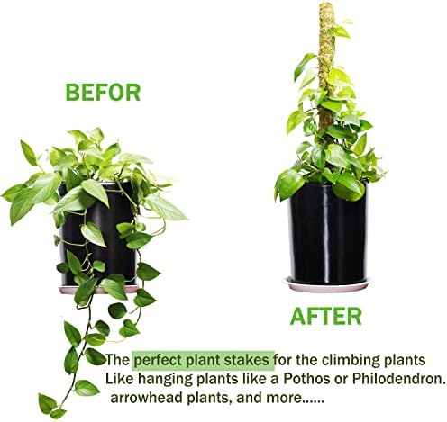 Мос Пол, мов пол за растенија Монстера, 2 пакувања што се протегаат на 27 инчи природни шумски мов столбови за растенија за искачување, растителни столбови за конденз